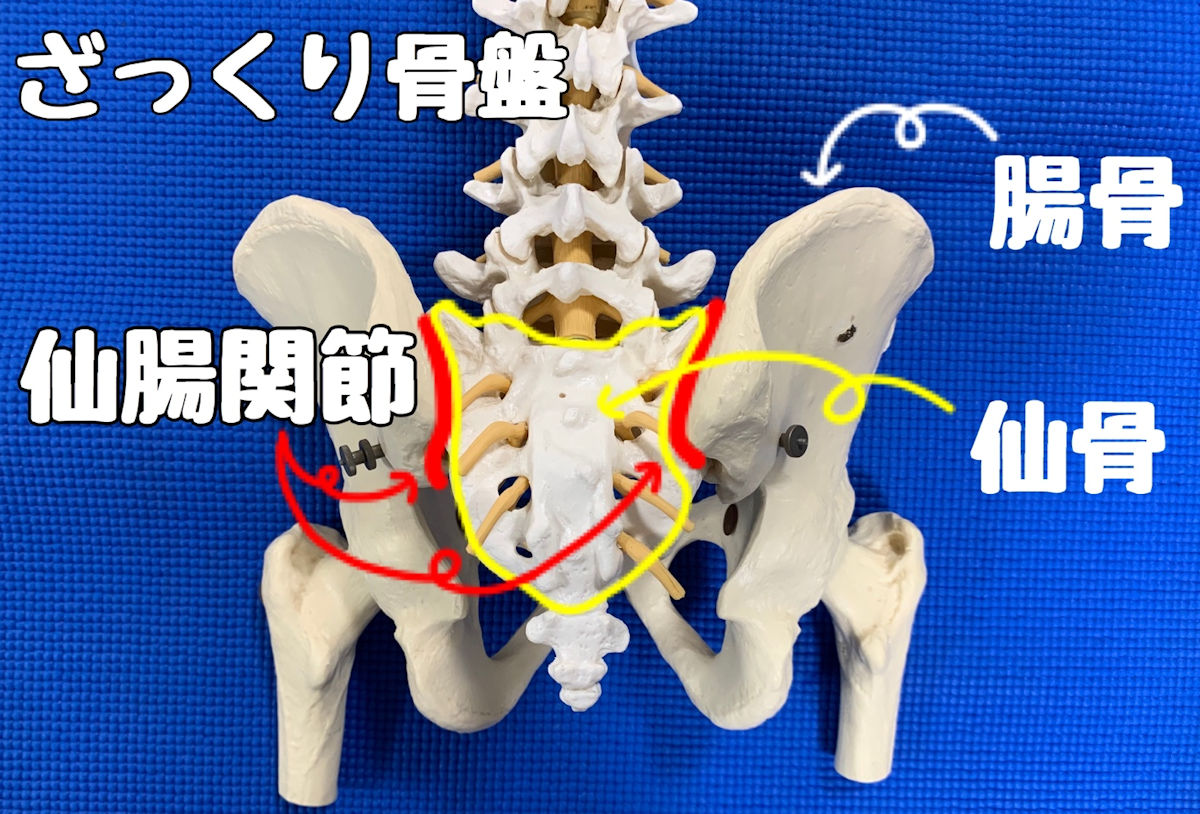 仙腸関節