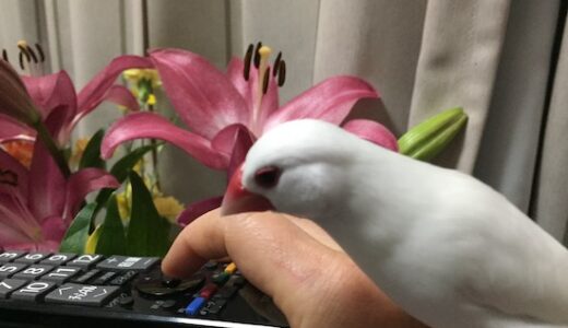 お花の宅配便が来たよ。と、文鳥少々。